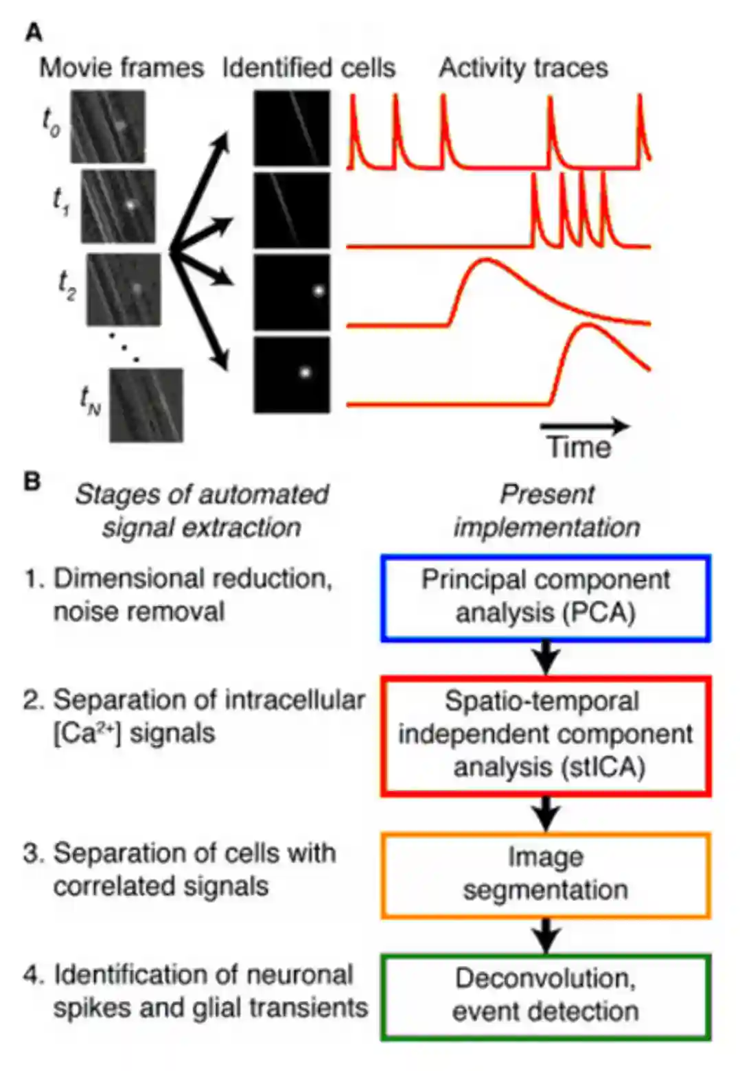 Neural Imaging-20250805214051623